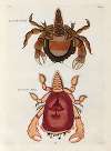 Poissons, ecrevisses et crabes, de diverses couleurs et figures extraordinaires.. Pl.037