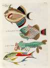 Poissons, ecrevisses et crabes, de diverses couleurs et figures extraordinaires.. Pl.038