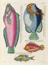 Poissons, ecrevisses et crabes, de diverses couleurs et figures extraordinaires.. Pl.046