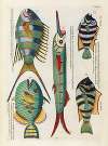 Poissons, ecrevisses et crabes, de diverses couleurs et figures extraordinaires.. Pl.048