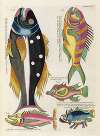 Poissons, ecrevisses et crabes, de diverses couleurs et figures extraordinaires.. Pl.050