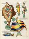 Poissons, ecrevisses et crabes, de diverses couleurs et figures extraordinaires.. Pl.052