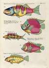 Poissons, ecrevisses et crabes, de diverses couleurs et figures extraordinaires.. Pl.061