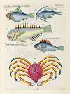 Poissons, ecrevisses et crabes, de diverses couleurs et figures extraordinaires.. Pl.066
