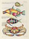 Poissons, ecrevisses et crabes, de diverses couleurs et figures extraordinaires.. Pl.077