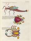 Poissons, ecrevisses et crabes, de diverses couleurs et figures extraordinaires.. Pl.080