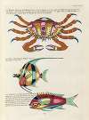 Poissons, ecrevisses et crabes, de diverses couleurs et figures extraordinaires.. Pl.082