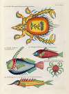 Poissons, ecrevisses et crabes, de diverses couleurs et figures extraordinaires.. Pl.089