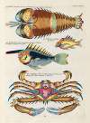 Poissons, ecrevisses et crabes, de diverses couleurs et figures extraordinaires.. Pl.090