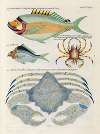 Poissons, ecrevisses et crabes, de diverses couleurs et figures extraordinaires.. Pl.091