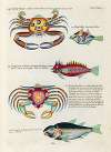 Poissons, ecrevisses et crabes, de diverses couleurs et figures extraordinaires.. Pl.092