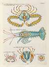 Poissons, ecrevisses et crabes, de diverses couleurs et figures extraordinaires.. Pl.094