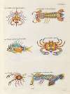 Poissons, ecrevisses et crabes, de diverses couleurs et figures extraordinaires.. Pl.095