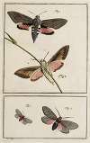 Archives de l’histoire des insectes Pl.02