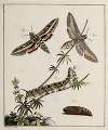 Archives de l’histoire des insectes Pl.04
