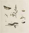 Archives de l’histoire des insectes Pl.05