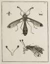 Archives de l’histoire des insectes Pl.06