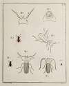 Archives de l’histoire des insectes Pl.07