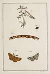 Archives de l’histoire des insectes Pl.10