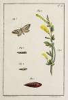 Archives de l’histoire des insectes Pl.11