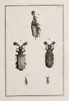 Archives de l’histoire des insectes Pl.13
