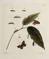 Archives de l’histoire des insectes Pl.14