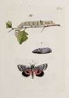Archives de l’histoire des insectes Pl.15