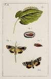 Archives de l’histoire des insectes Pl.16