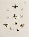 Archives de l’histoire des insectes Pl.18