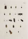 Archives de l’histoire des insectes Pl.19