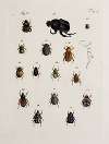 Archives de l’histoire des insectes Pl.20