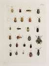 Archives de l’histoire des insectes Pl.21