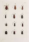 Archives de l’histoire des insectes Pl.22