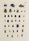 Archives de l’histoire des insectes Pl.24