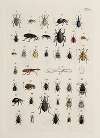 Archives de l’histoire des insectes Pl.25