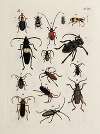 Archives de l’histoire des insectes Pl.26