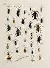 Archives de l’histoire des insectes Pl.27