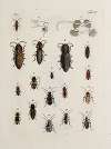 Archives de l’histoire des insectes Pl.28