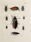 Archives de l’histoire des insectes Pl.29