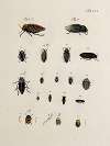 Archives de l’histoire des insectes Pl.30
