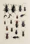 Archives de l’histoire des insectes Pl.31