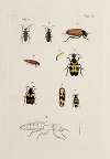 Archives de l’histoire des insectes Pl.32