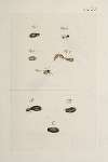 Archives de l’histoire des insectes Pl.33