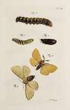 Archives de l’histoire des insectes Pl.36