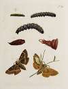 Archives de l’histoire des insectes Pl.37