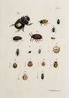 Archives de l’histoire des insectes Pl.38