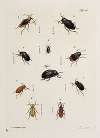 Archives de l’histoire des insectes Pl.39