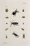Archives de l’histoire des insectes Pl.40