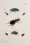 Archives de l’histoire des insectes Pl.41