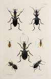 Archives de l’histoire des insectes Pl.42